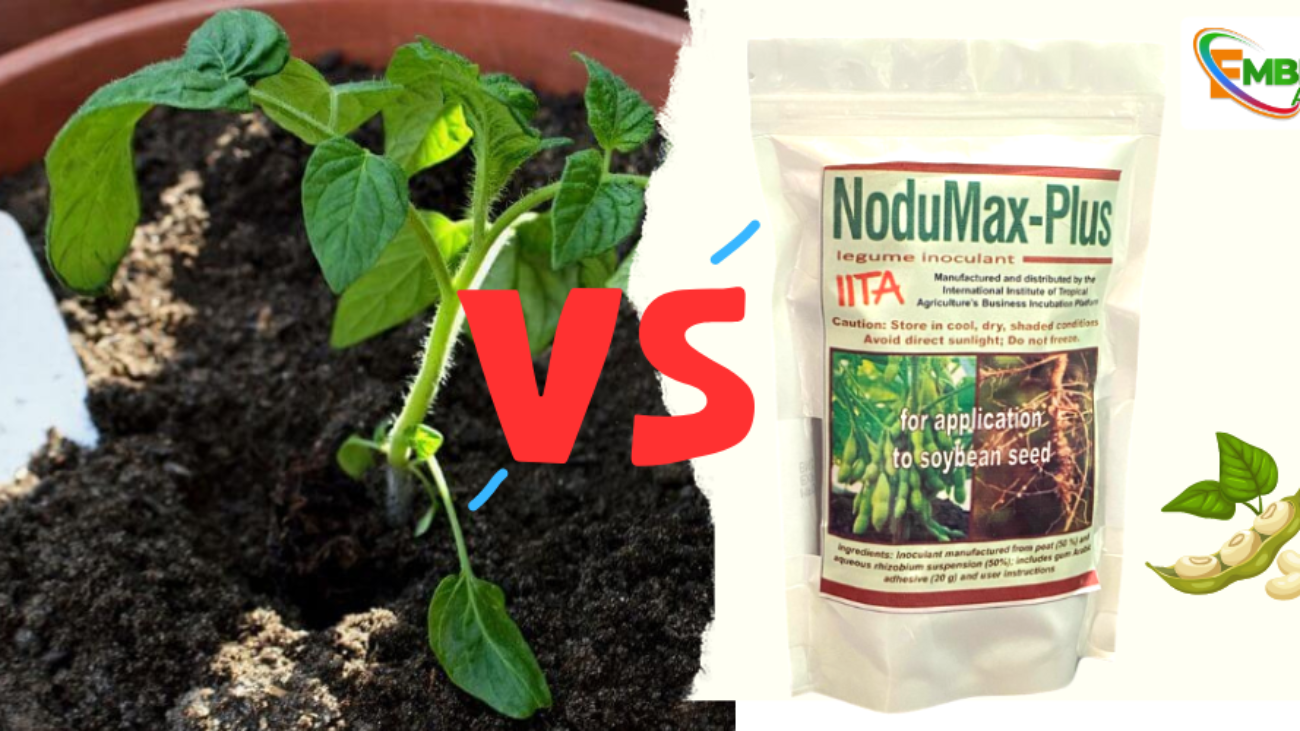 NODUMAX SOYBEAN INOCULANT VS TRADITIONAL FERTILIZER