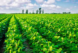 Soybean Inoculants in Ghana